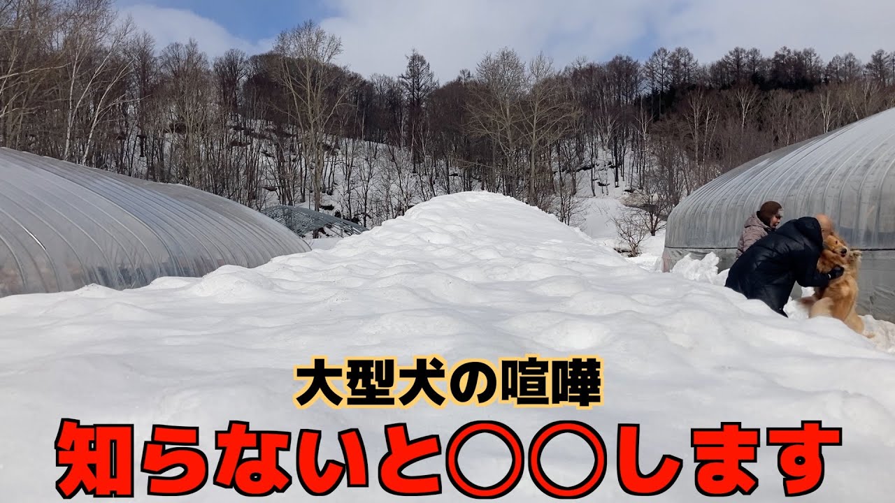 【閲覧注意】大型犬の喧嘩はこうして起きる！