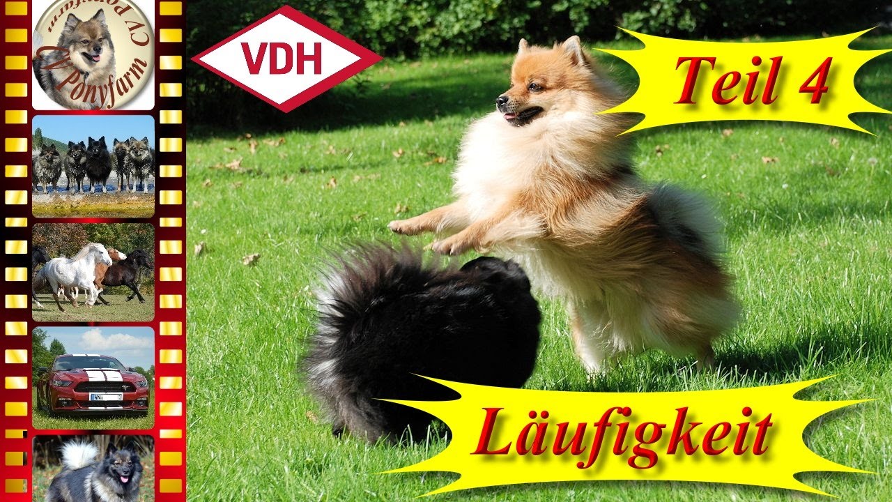 Teil 4/12 - Die Läufigkeit der Hündin - Mittelspitze von der Roßsteige