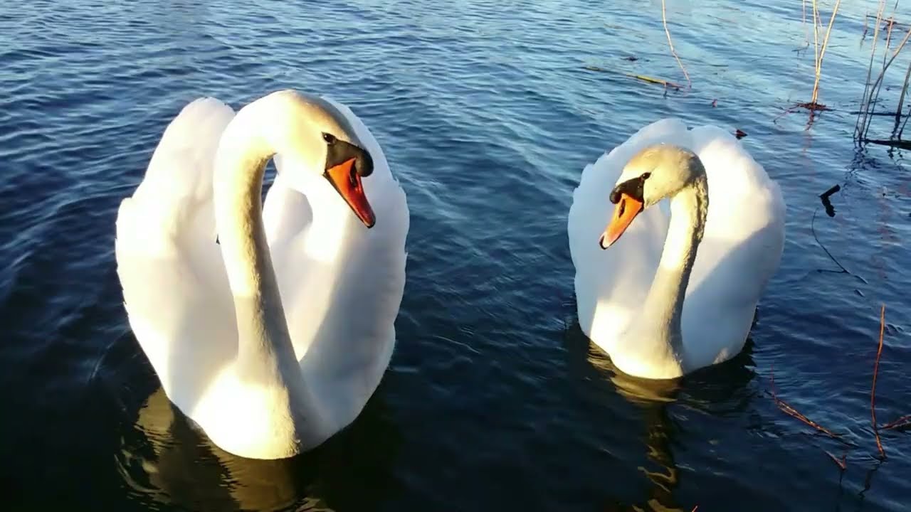 To see the magnificient Swans in Blue Water is so pleasurable as watching Sunset Clouds in Sky (4K)
