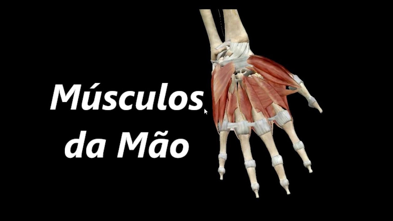 Anatomia dos Músculos da Mão em 3D