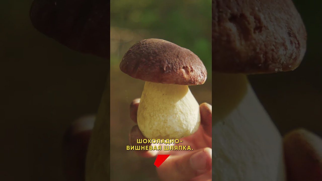 Как определить, съедобный гриб или нет?