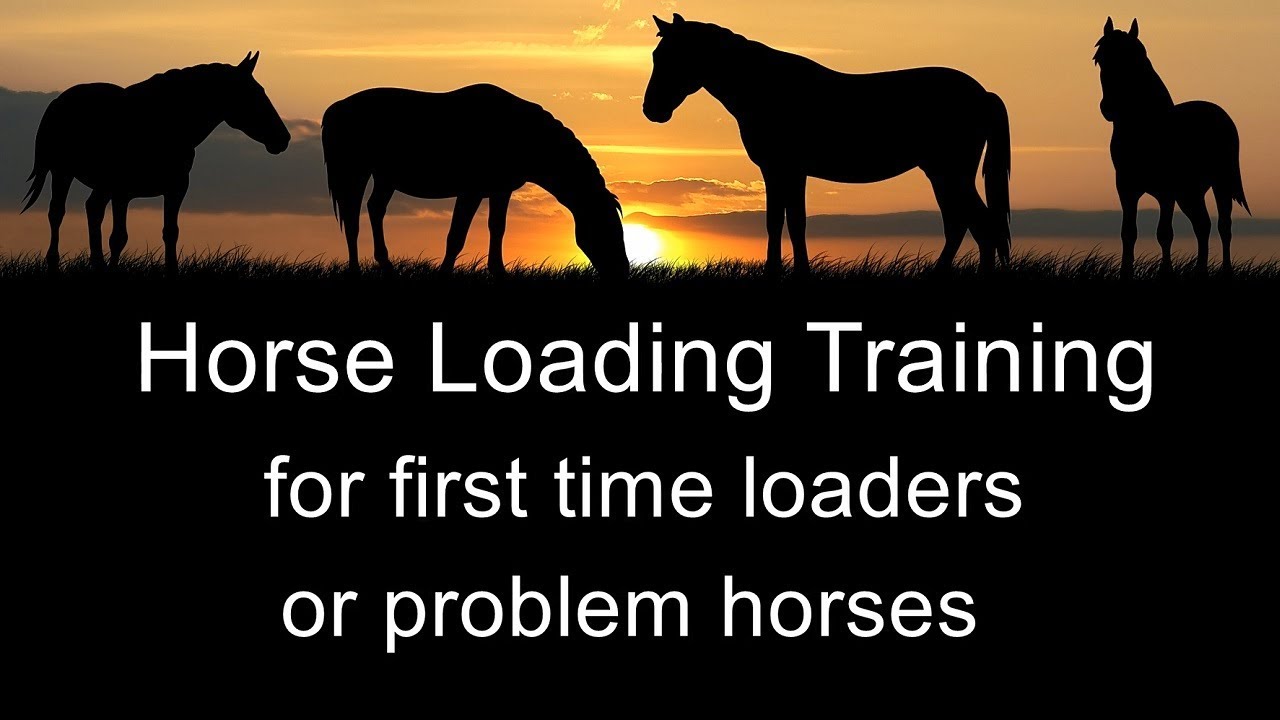Horse Float Training - In Person or Via Video - Great for Problem Horses
