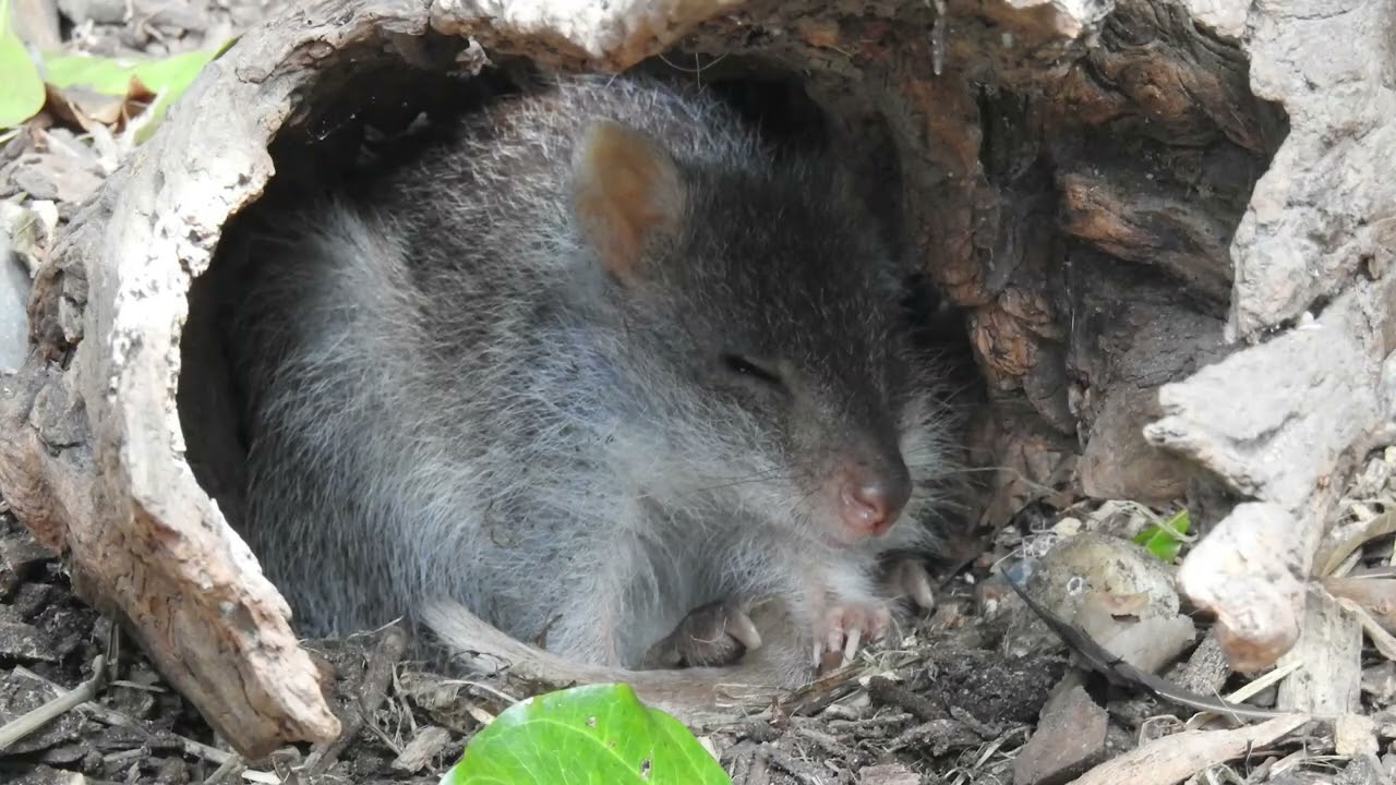 RUFOUS BETTONG