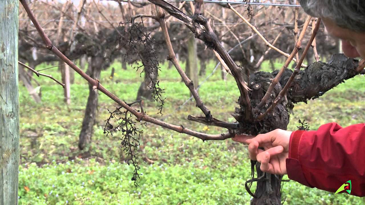 Taille de la vigne - Pérenniser