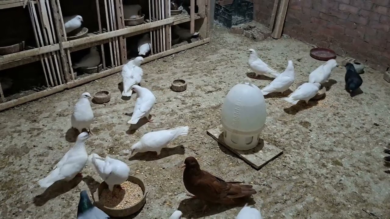 سر تجويع الأكل للحمام… صحة أقوى وإقبال جنوني على الأكل 😮🐦#تربية_الحمام#تغذية_الحمام#إنتاج_الحمام