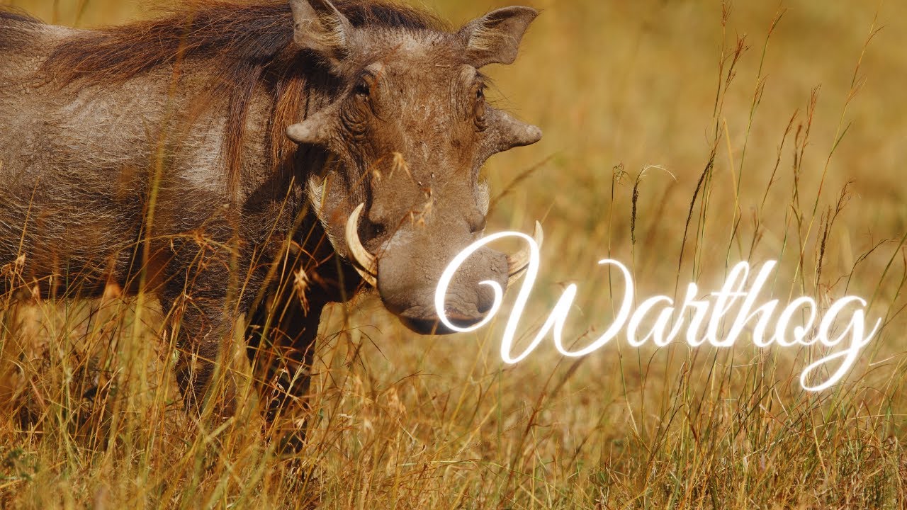 Animals for kids | Warthog | Wildlife for kids