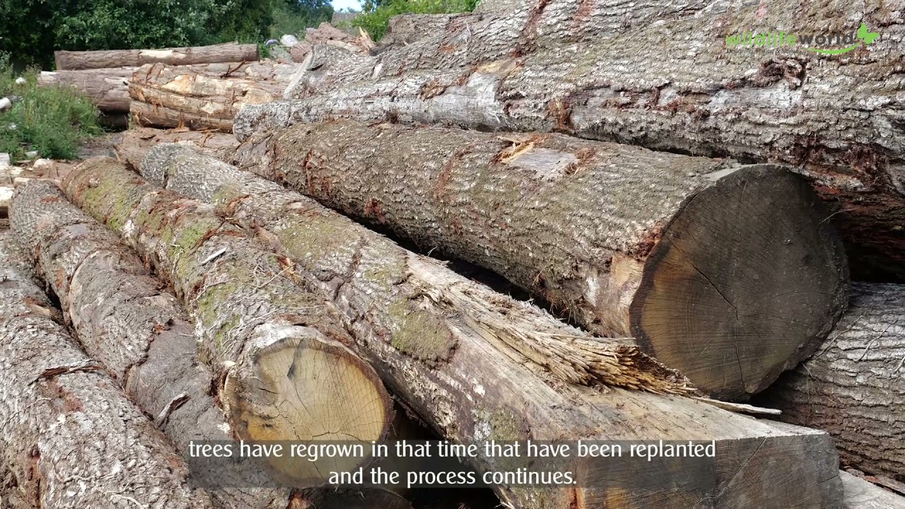 Meet our sawmill
