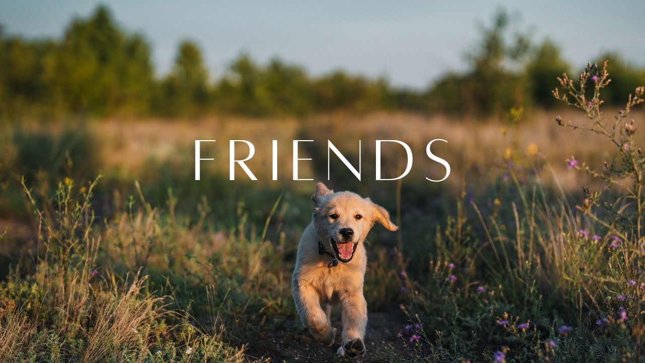 Relaxing Guitar Music for Dogs (And Cats)