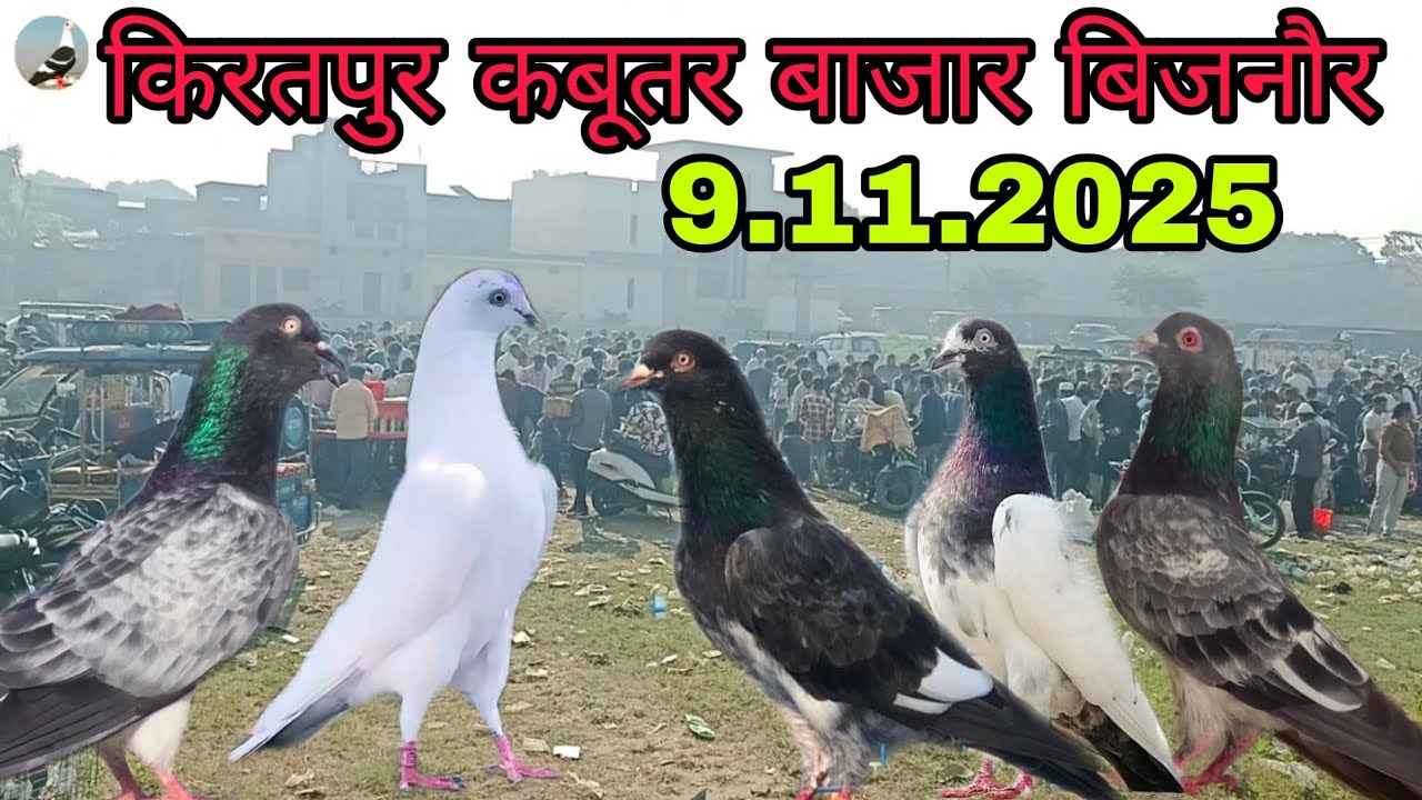 KIRATPUR KABUTAR BAJAR JILA BIJNOR (KIRATPUR) 9/11/2025 PIGEON BIJNOR 