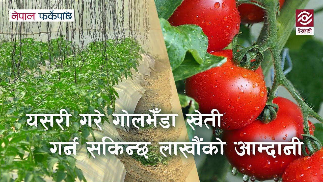 यसरी गरे गोलभेँडा खेती गर्न सकिन्छ लाखौंको आम्दानी | Tomato Farming | Nepal Farkeypachi | Episode 5