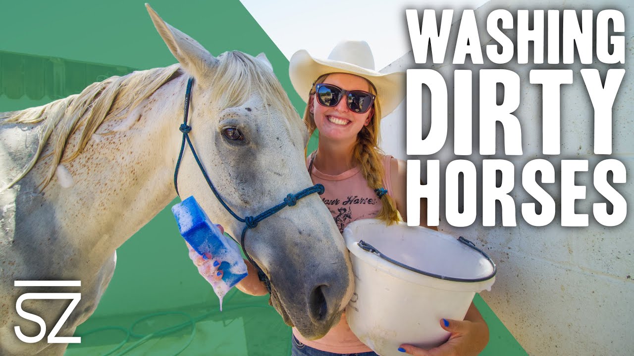How to Wash a Really Big Dirty Horse