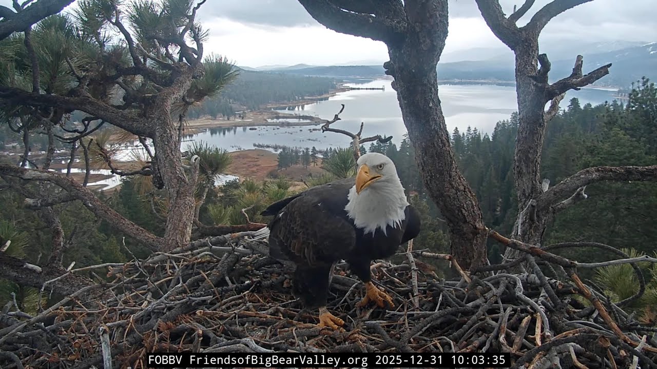 Dec 31, 2025 | Jackie&rsquo;s Stick Drop & Porch Moment 🦅