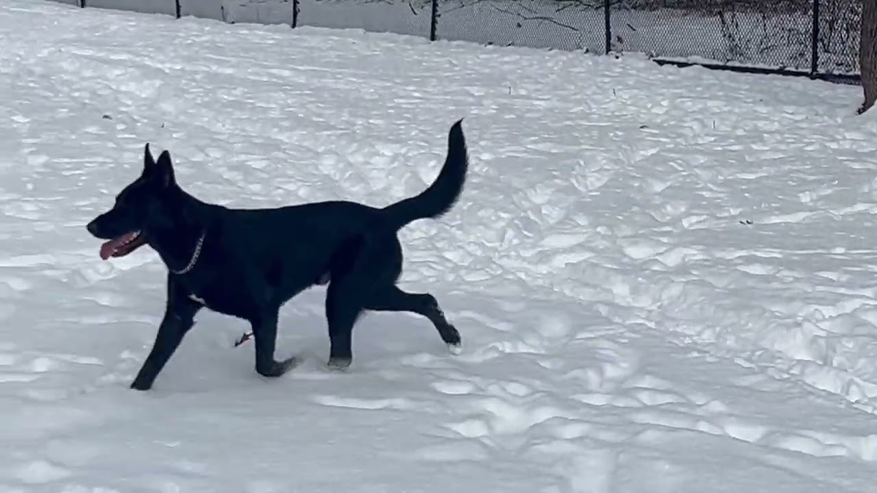 I’m tuxedo Sammy 