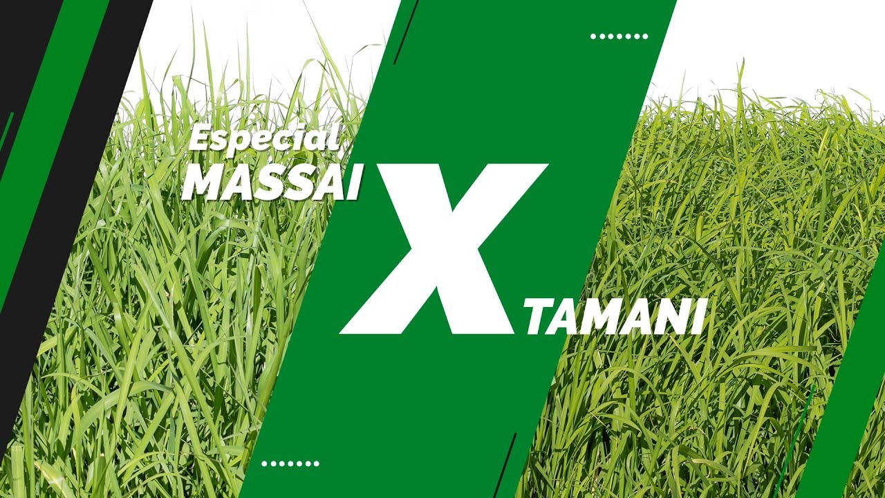 Minuto Soesp | Série Comparativo | Massai x BRS Tamani
