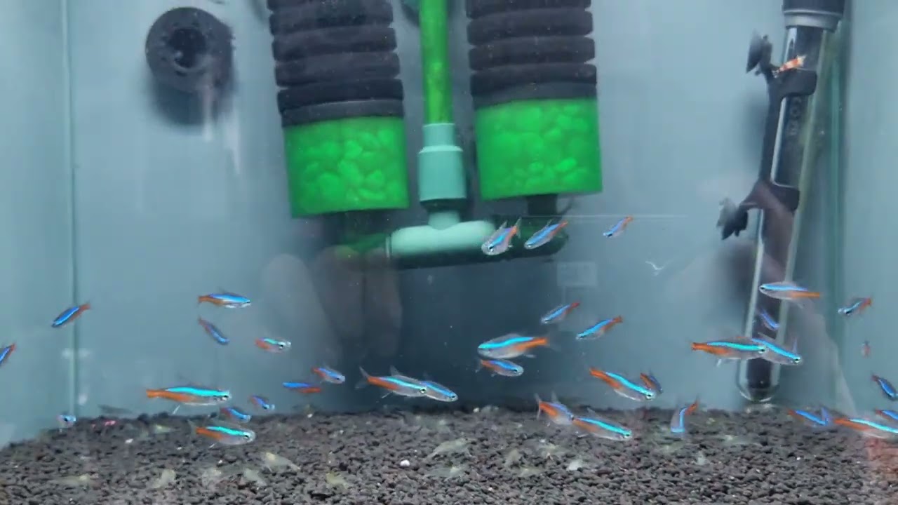 Local Fish Store Tour - @McMerwe - Okavango Junction