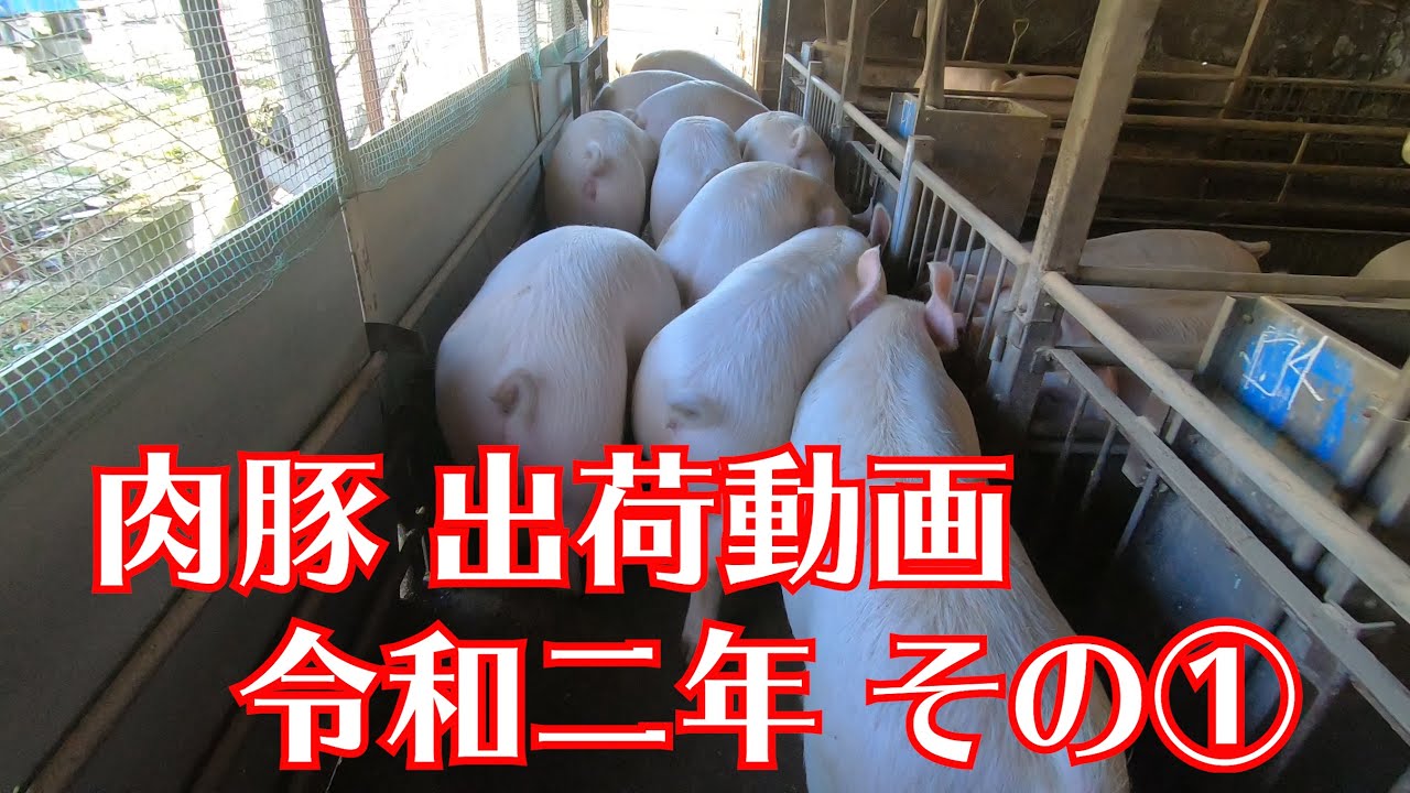 出荷動画 令和二年 その①
