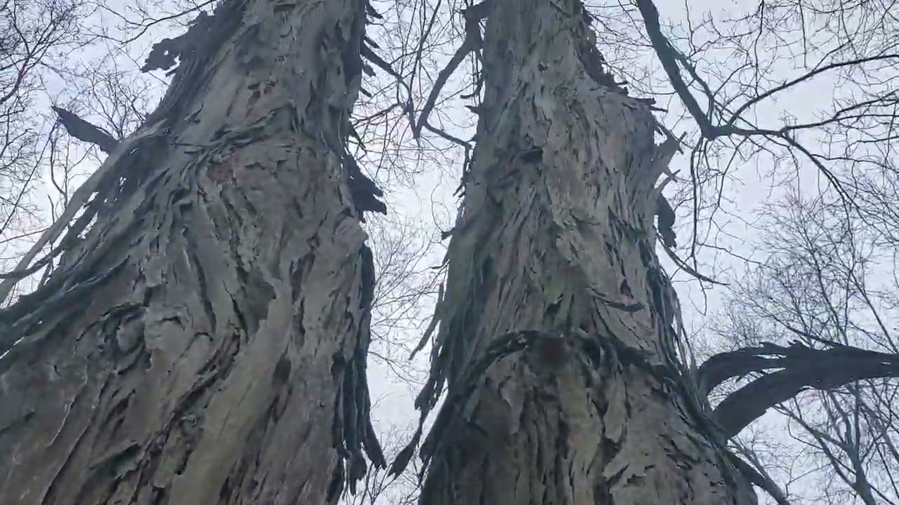 The Mighty Twin King Shagbark