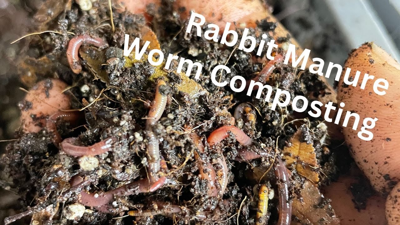 Composting Rabbit Manure With Worms #rabbitmanure
