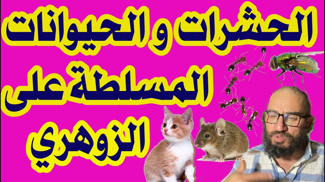 الحشرات والحيوانات المسلطة على الزوهريين/ذكاء الشياطين في خداع الزوهري