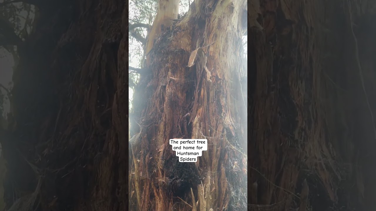 How many spiders would be living in this tree? 