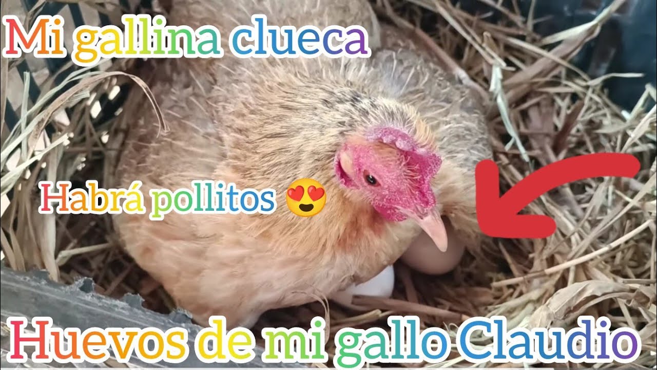 Vainilla está CLUECA 😱 le acomodamos su nido, próximamente habrá pollitos y podrían ser copetones 😍