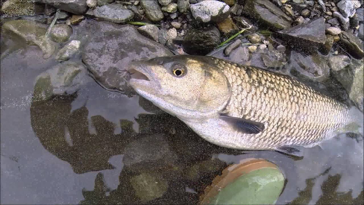 TENKARA Lambro Merone 2016