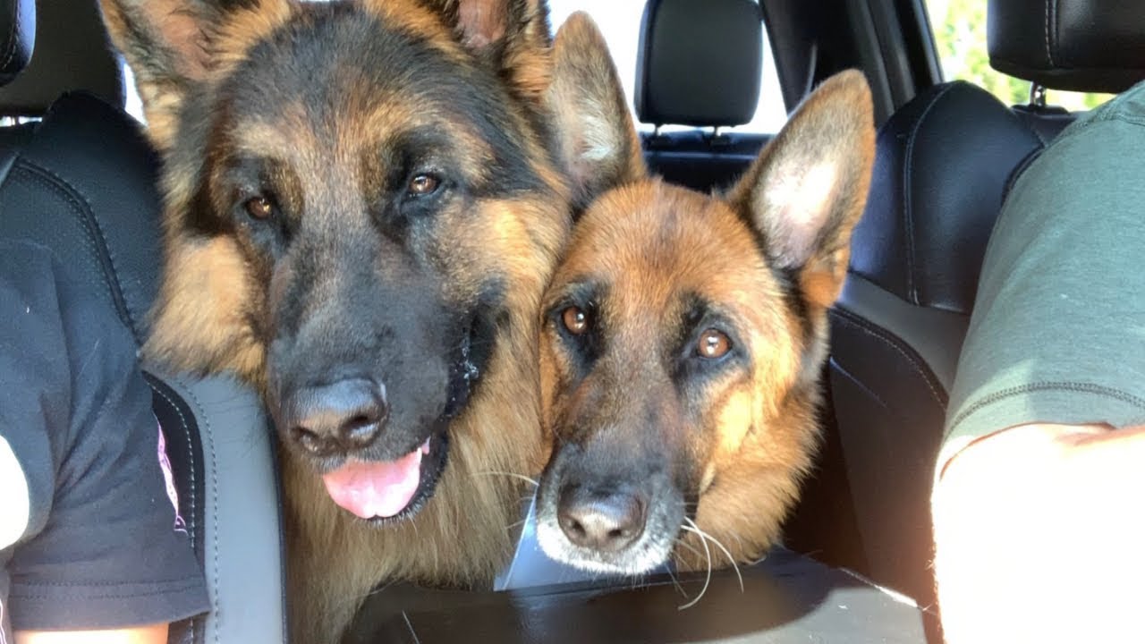 The Diary of German Shepherds | 8