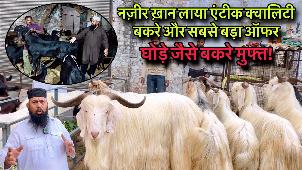 नज़ीर ख़ान लाया एंटीक क्वालिटी बकरे और सबसे बड़ा ऑफर @farmingbaba sabse bada offer me saste bakre 