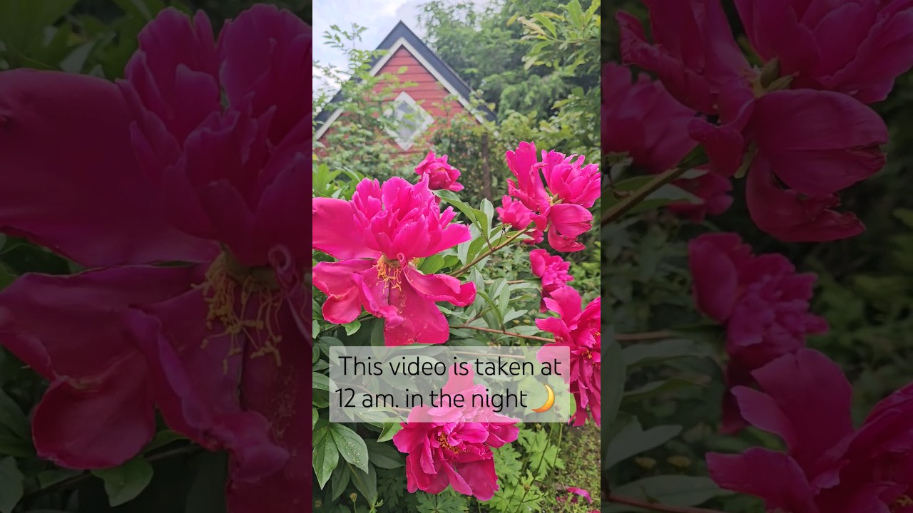 Midnight Sun 🌞🌙💫 #midnight #night #norway #india #world #viral #trending #travel #gardening #flowers