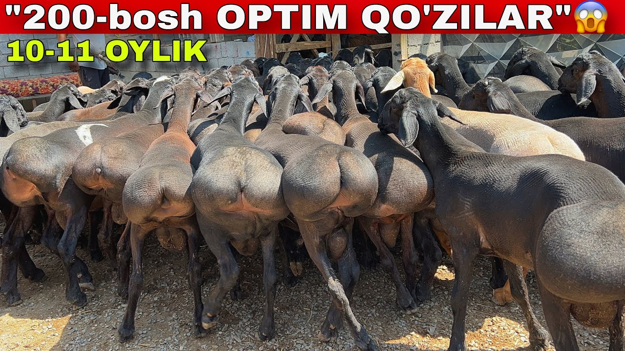 200-bosh 10-11 oylik  XISORI QO’ZILAR OPTIM NARXDA😱mamur akada🔥