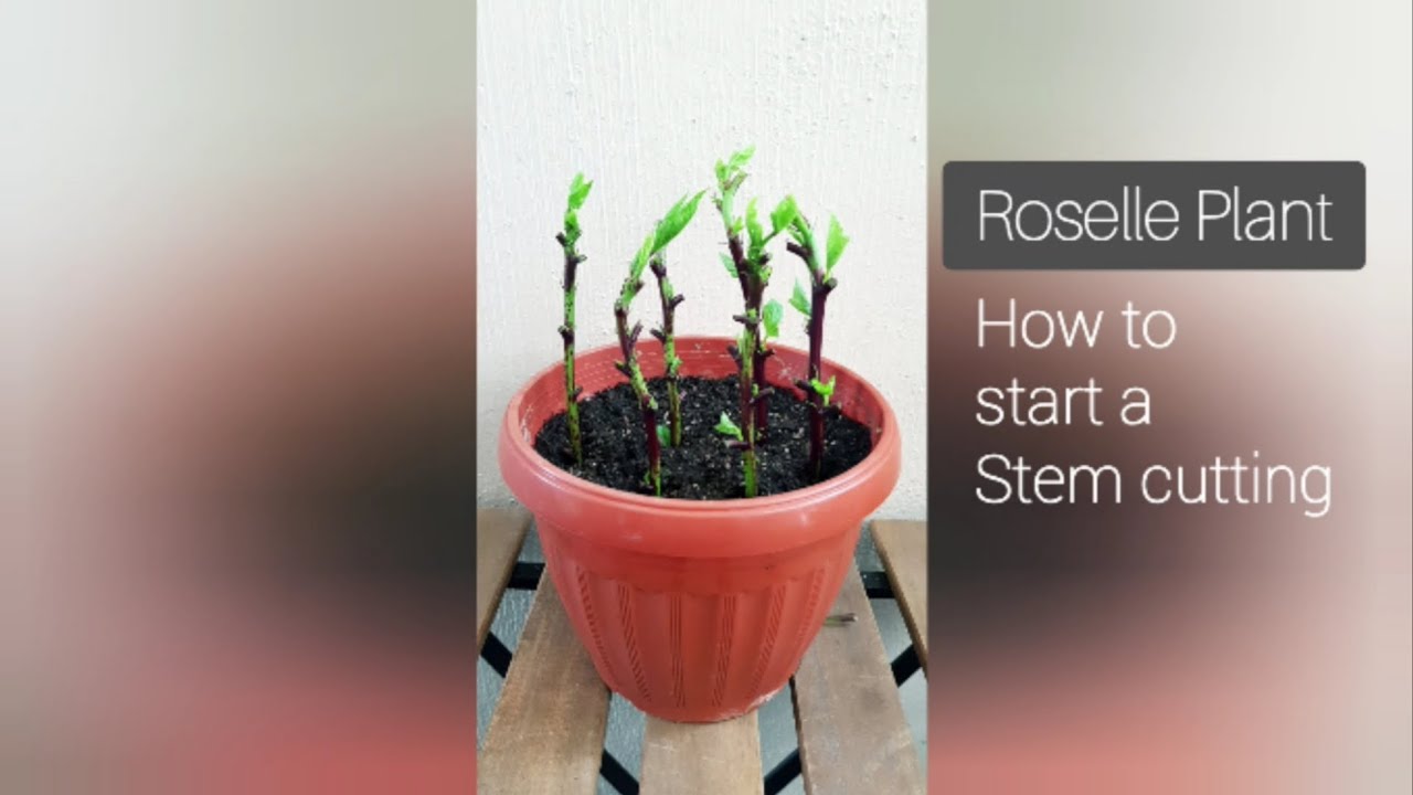 Roselle Plant - How to do a Stem cutting