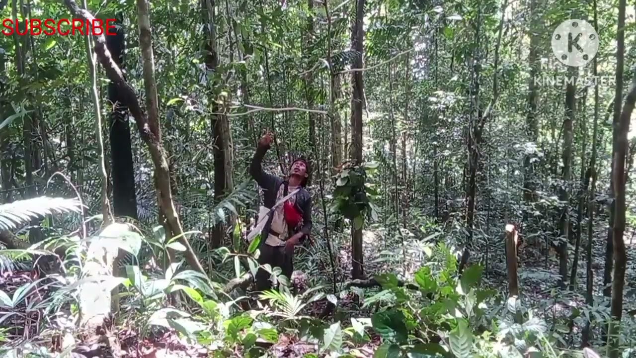 mikat cucak ijo big makai MP3 banyak.....! ijonya banyak gaes