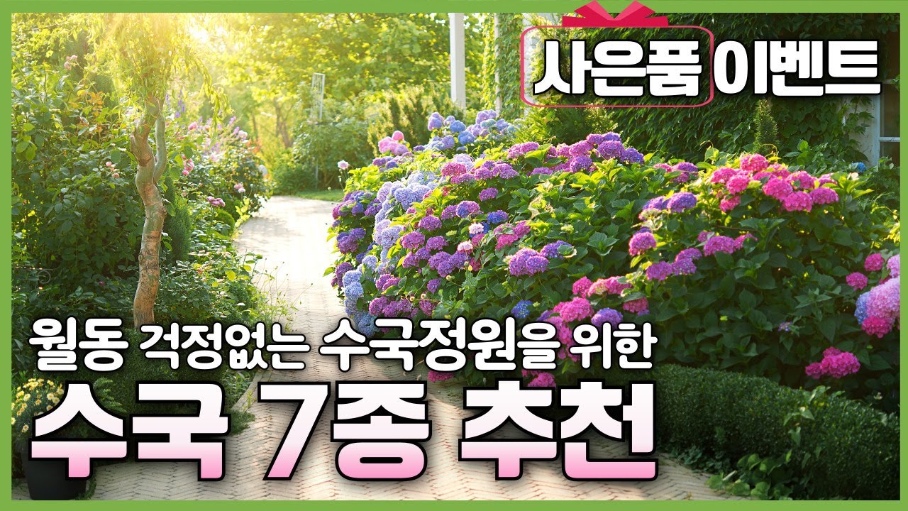 사은품 증정 이벤트🎁 내 정원의 품격을 높여줄 월동 걱정없는 수국정원을 위한 신품종 수국 7종을 추천드립니다 #정원수 #조경수 #렛츠댄스수국