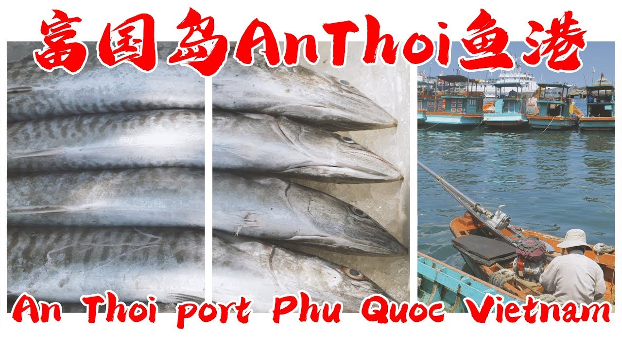 An Thoi port Phu Quoc Vietnam 越南富国岛 An Thoi 鱼港