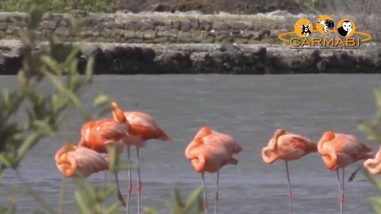 Birds of Curacao - a film by Carmabi