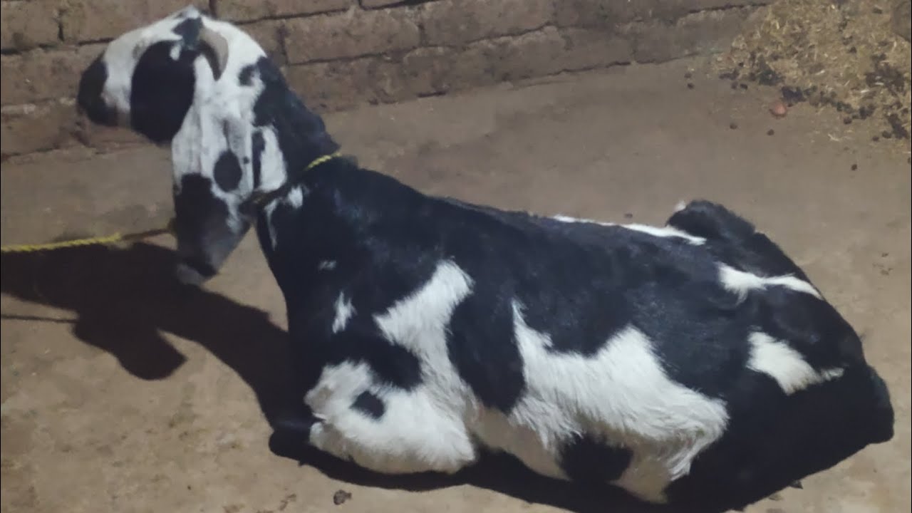 Hamari Female Goat Farm Per Wapsi A Gai 😍