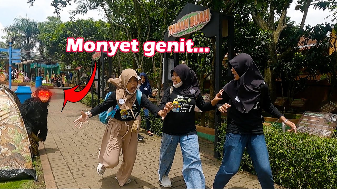 Lari   !! ada monyet genit || Monkey prank