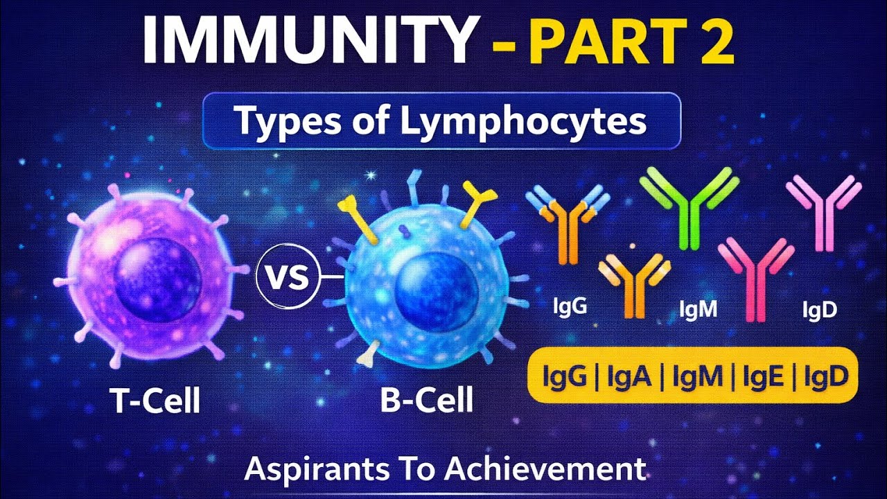 Immunity Part 2 - Types of Lymphocytes | T-Cell, B-Cell & Immunoglobulins (IgG, IgA, IgM, IgE, IgD)