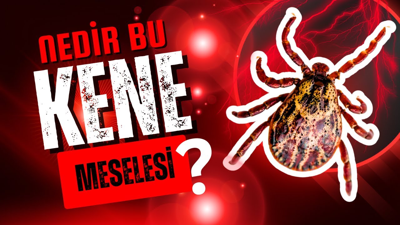 Kene Gerçekleri: Doğanın En Sinsi Paraziti Hakkında Bilmeniz Gerekenler