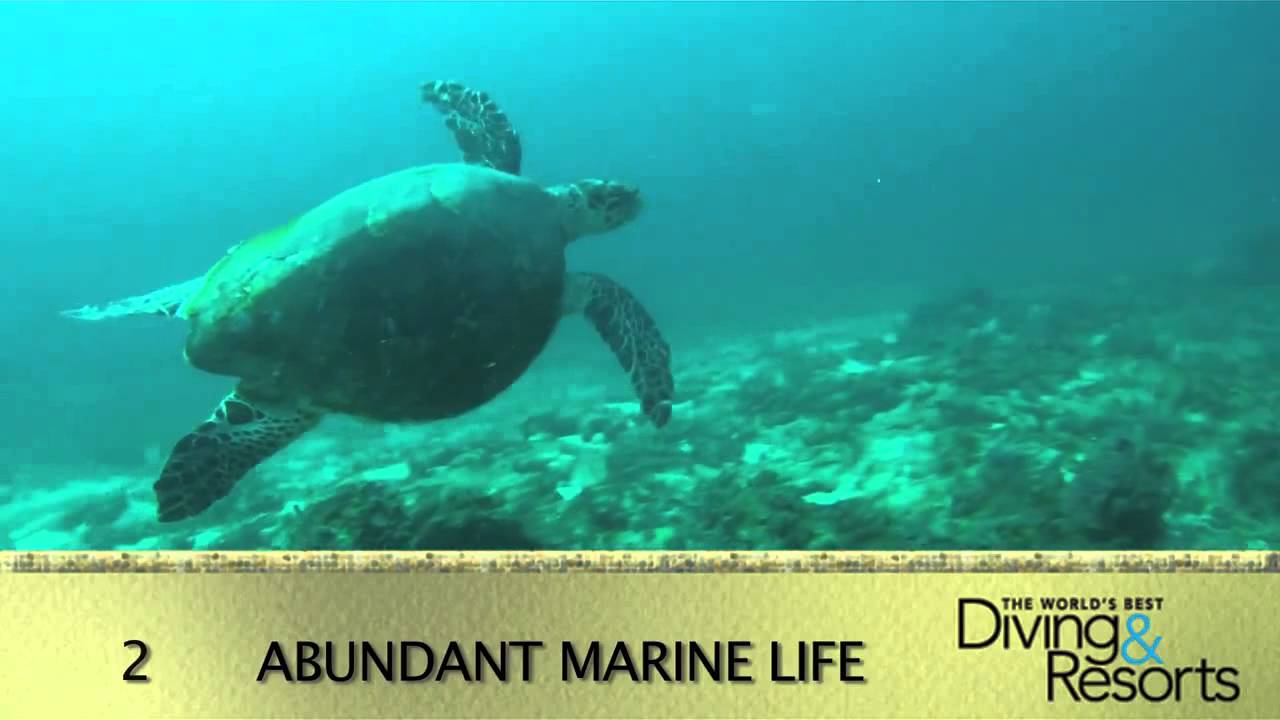 World's Best Diving and Resorts Video: Blue Waters Inn