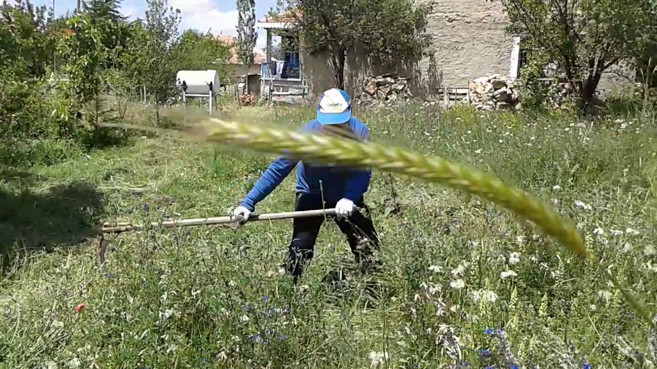 23 Haziran 2018 büyük toraman felahiye kayseri çayır biçerm çayır