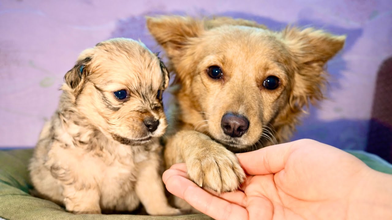 После возвращения домой один маленький жест собаки-мамы 🐕 мгновенно смягчил моё сердце ❤️