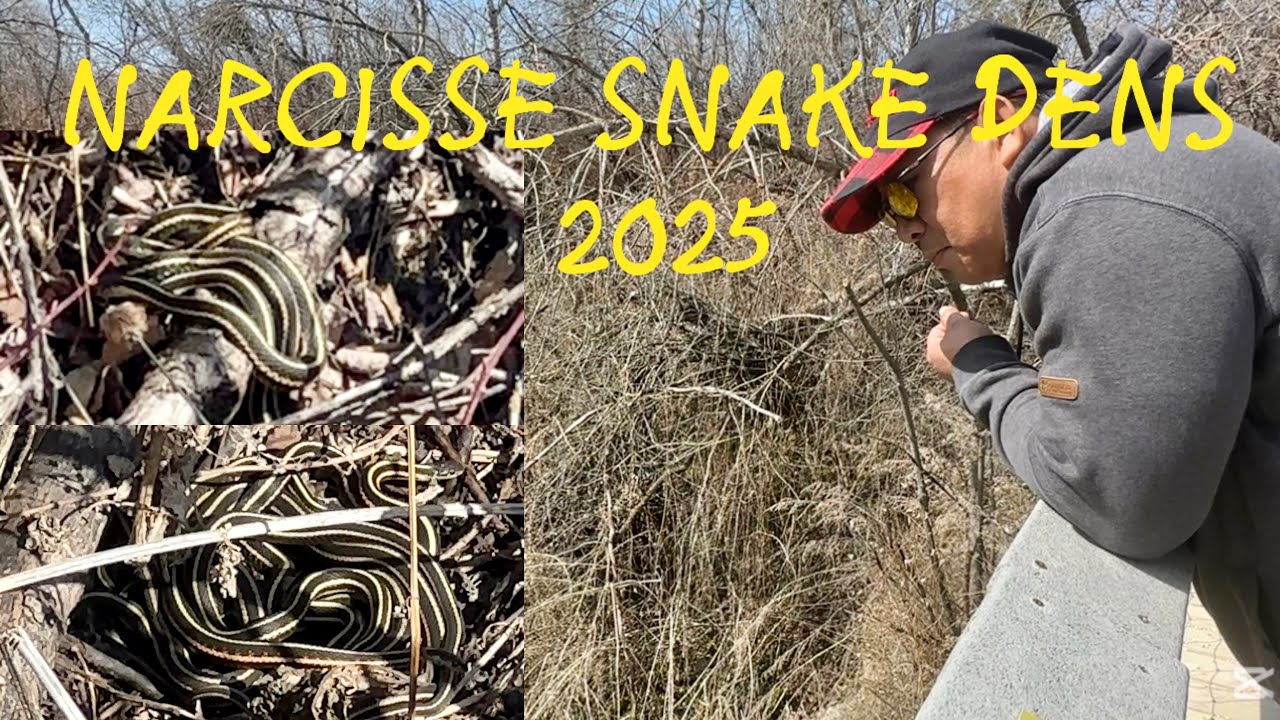 FUN Self Guided Tour In Exploring the FOUR SNAKE DENS of NARCISSE  Manitoba Canada