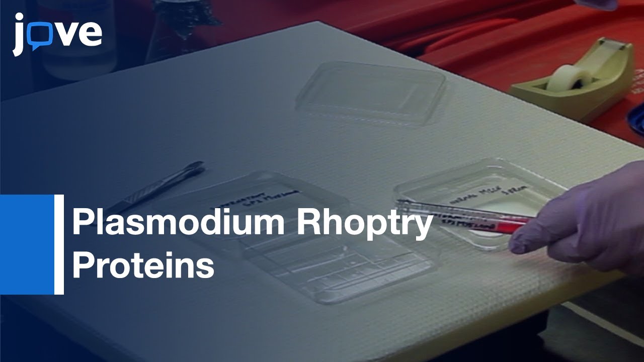 HeLa Based Cell-Free Expression Systems-Expression: Plasmodium Rhoptry Proteins l Protocol Preview