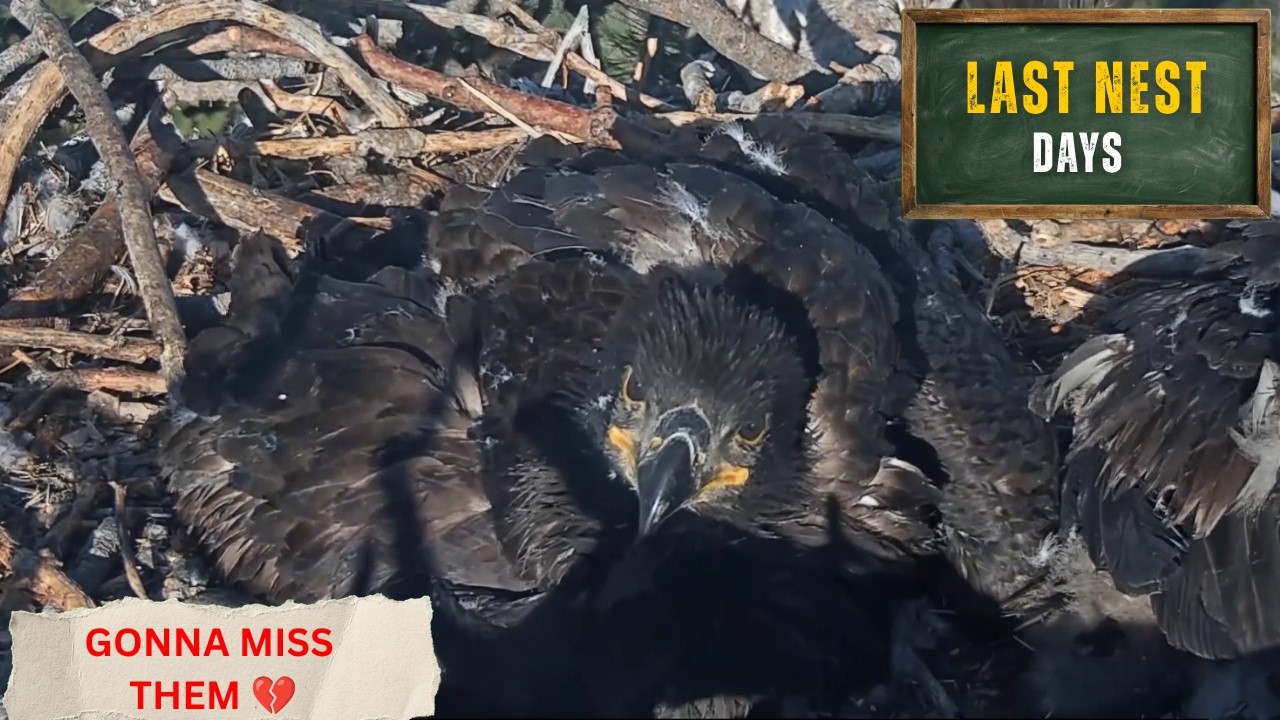 GONNA MISS THEM! 💔 Beautiful Close-Up Before Sandy & Luna FLEDGE! | Big Bear Bald Eagles 2026