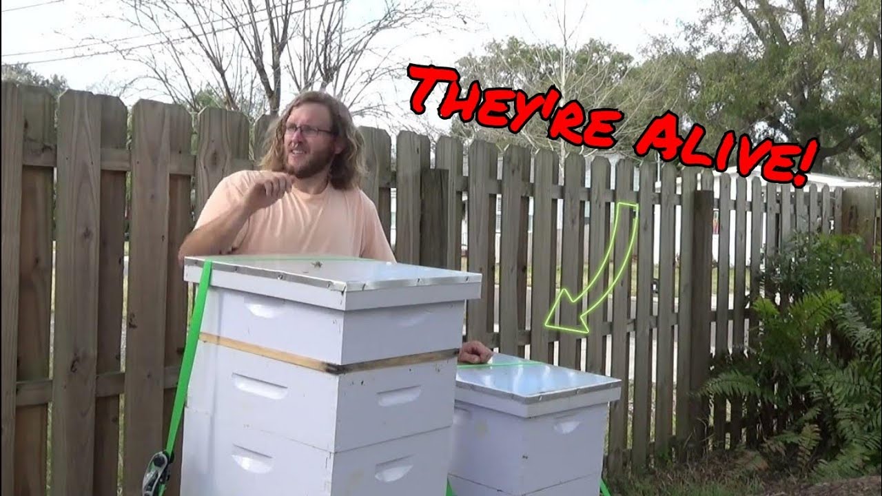Backyard Beekeeping: First Inspection of 2023