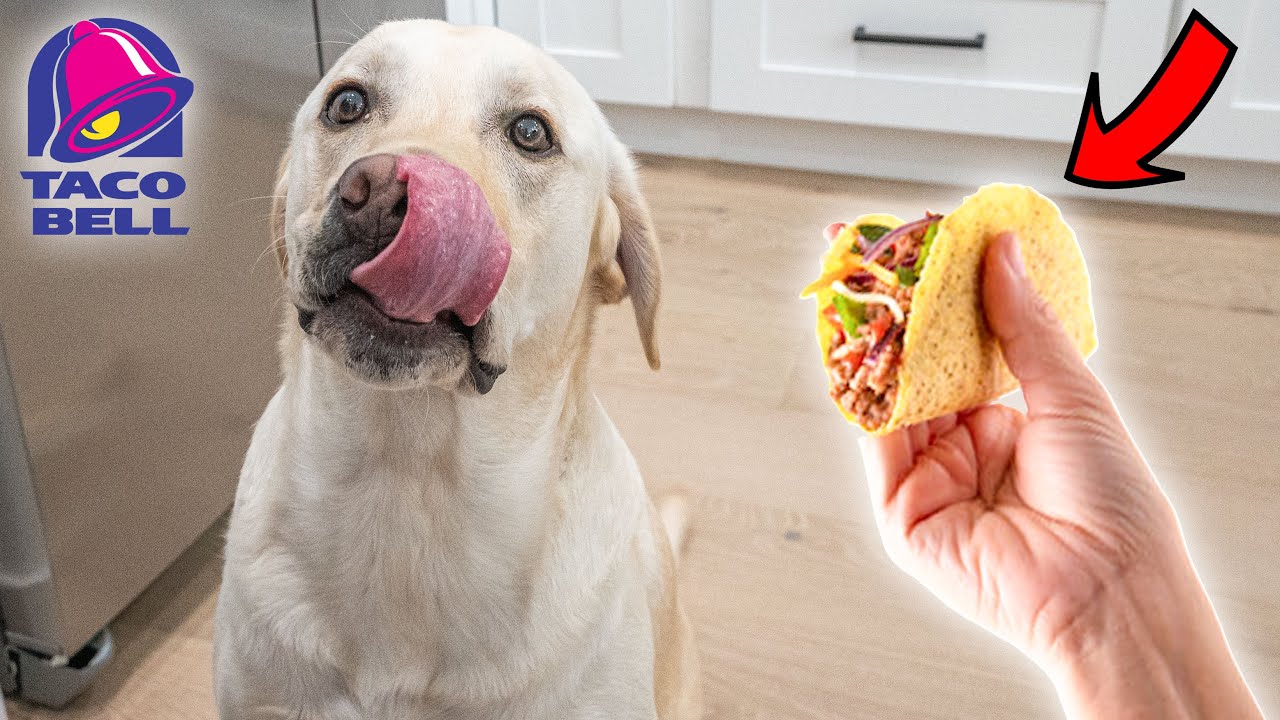 Удивляю своего лабрадора TACO BELL!!
