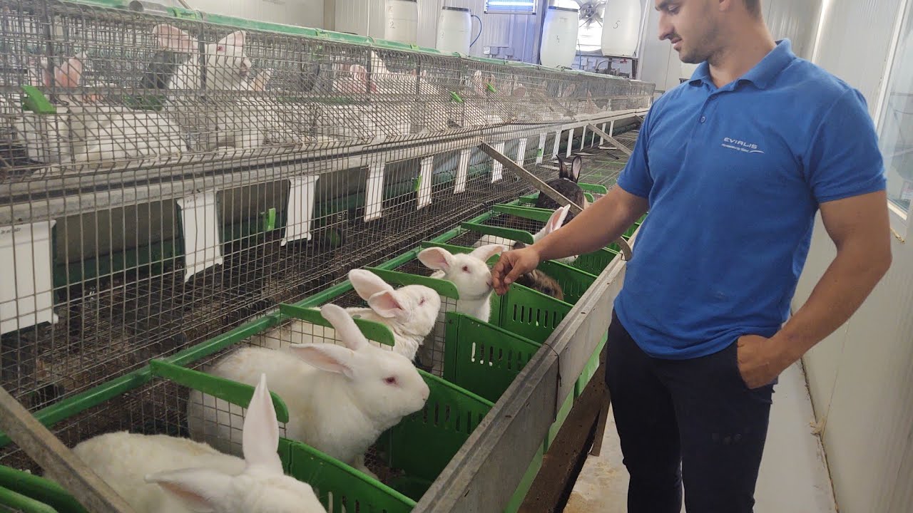 CEA MAI MODERNA FERMA DE IEPURI HYCOLE FRANCEZ DIN ROMANIA , THE MOST MODERN RABBIT FARM IN ROMANIA