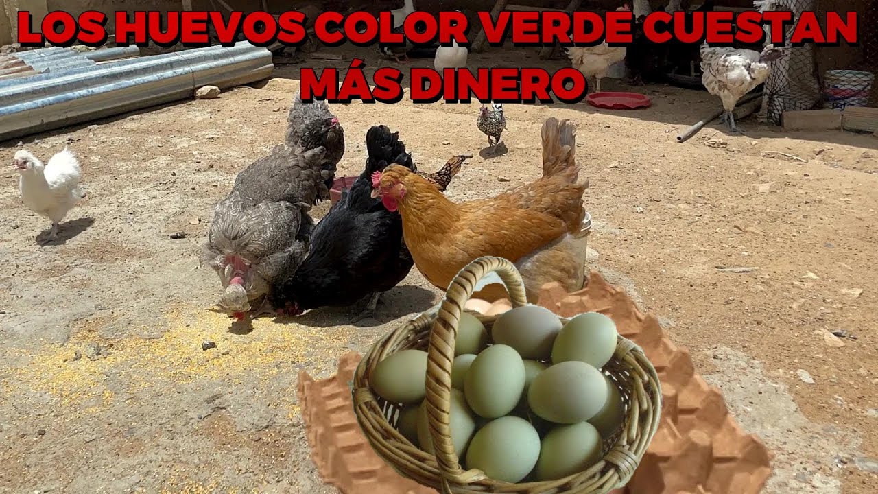 Cómo tener gallinas CRIOLLAS que ponen huevos verdes y celeste 