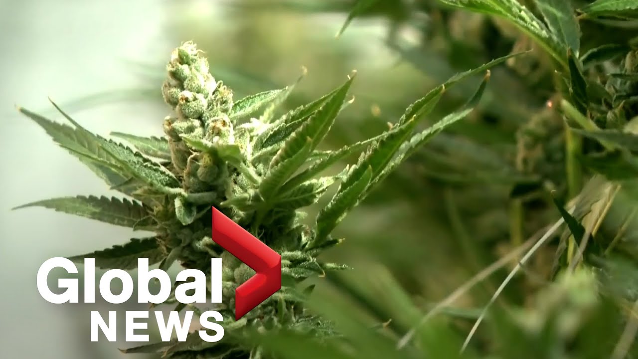 4 years after pot was legalized, Canada's cannabis industry still faces challenges